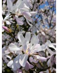 Магнолия звездчатая Розеа | Magnolia stellata Rosea