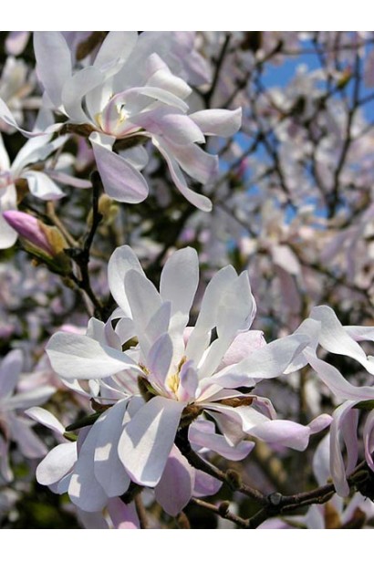 Magnolia stellata Rosea