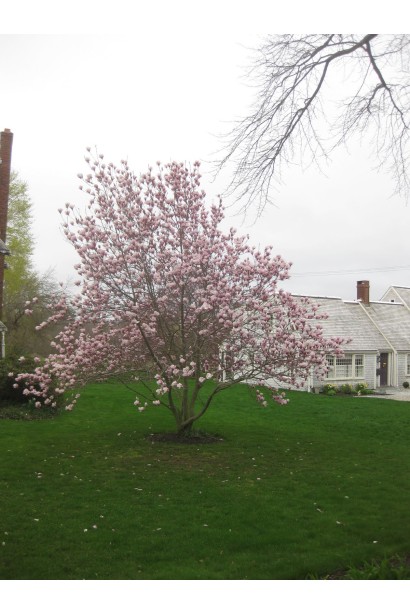 Густий гіллястий кущ магнолії зірчастої Розеа 