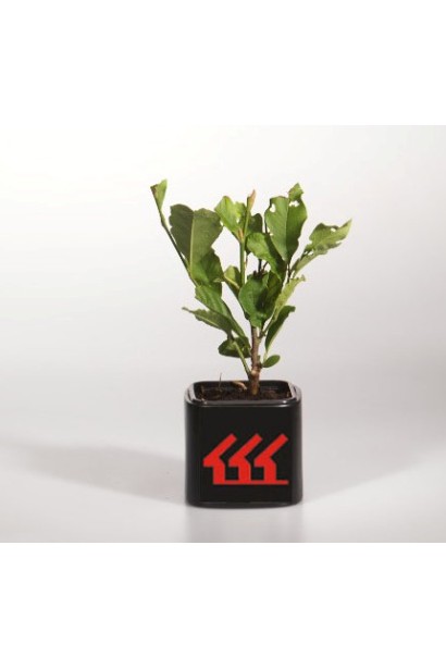 Магнолія зірчаста Розеа контейнер Р9 / 0,5 л