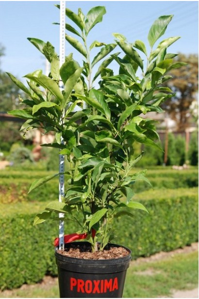 Магнолія зірчаста Розеа саджанець в горщику 3 л