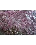 Магнолия звездчатая Розеа | Magnolia stellata Rosea