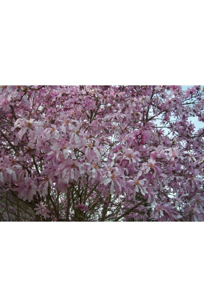 Магнолія зірчаста Розеа рясне цвітіння 