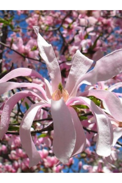 Магнолія Розеа блідо-рожеві витягнуті вузькі пелюстки квітів