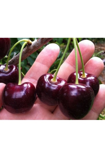 Черешня Скина - поздняя черешня с темно-красными плодами.