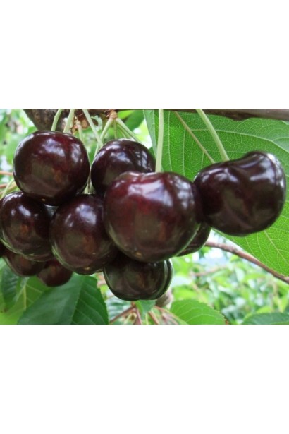 Черешня Скина - поздний сорт с большим количеством плодов.