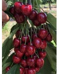 Черешня Скина (поздняя) | Черешня Скіна (пізня) | Prunus avium Skeena