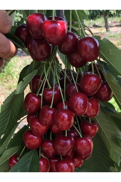 Черешня Скина: темно-красные ягоды со сладким вкусом.