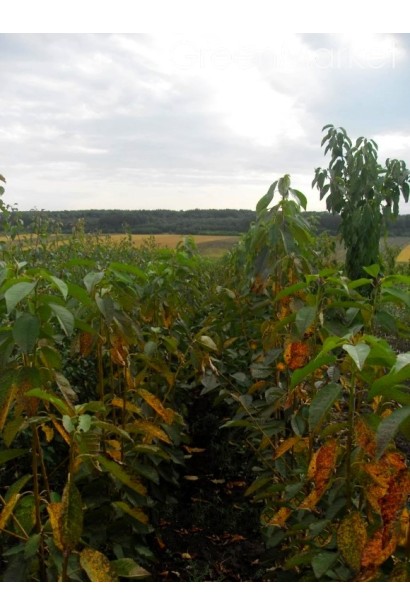 Черешня Скина (поздняя) 