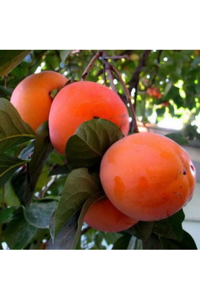 Самоплодная хурма Божий Дар - вкусные плоды в осеннем саду.