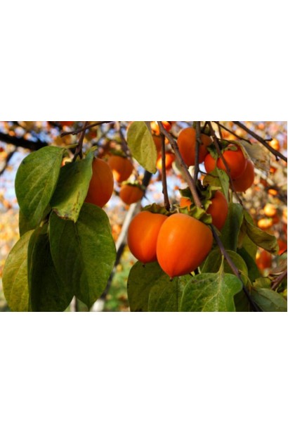 Хурма Божий Дар самоплодная с крупными вкусными плодами.