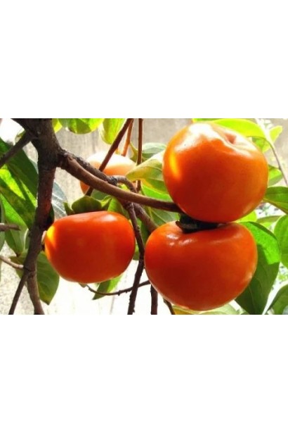 Зрелые плоды хурмы Божий Дар на дереве.