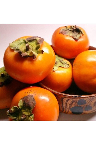 Урожай хурмы Божий Дар самоплодной - сладкие плоды осени.