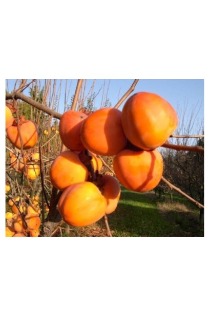 Хурма Божий Дар - растение с самоплодными вкусными плодами.