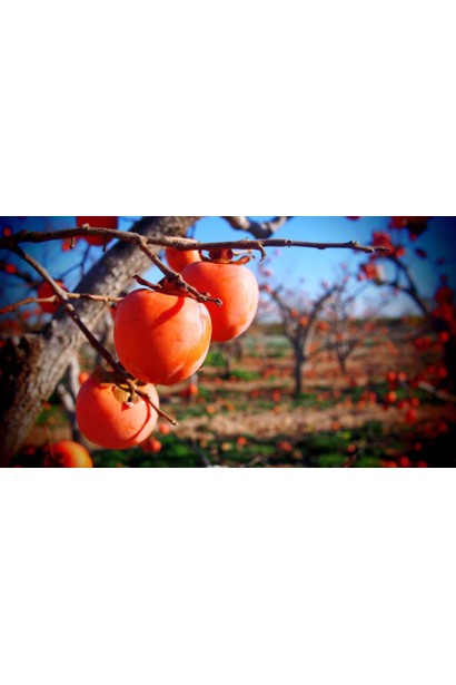 Diospyros Bozhiy Dar