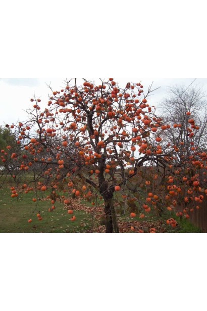 Хурма Божий Дар самоплодная с превосходными плодами для сада.