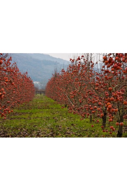 Сад хурмы Божий Дар самоплодной с плодотворными деревьями.