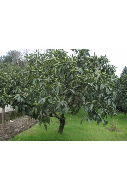 Дерево хурмы Божий Дар самоплодной в саду.