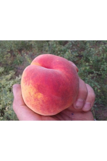 Персик домашний Т-5 Топ Свит (поздний)