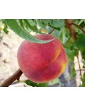 Персик домашний Т-5 Топ Свит (поздний) | Персик домашній Т-5 Топ Світ (пізній) | Prunus persica Top Sweet