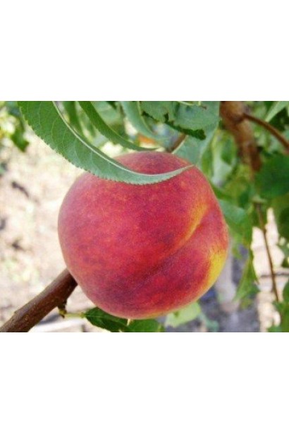 Prunus persica Top Sweet