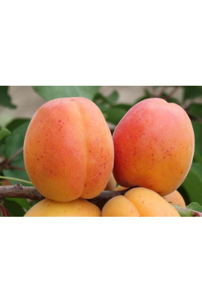 Персик домашний Т-5 Топ Свит (поздний) — большие и вкусные плоды, идеальные для свежего потребления.