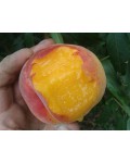 Персик домашний Т-5 Топ Свит (поздний) | Персик домашній Т-5 Топ Світ (пізній) | Prunus persica Top Sweet