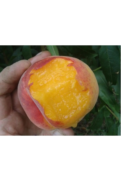 Сочные плоды персика Т-5 Топ Свит с желтой мякотью и ярким румянцем.