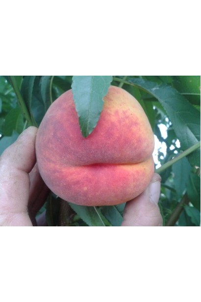 Персик домашний Т-5 Топ Свит (поздний) — круглые плоды с тонкой кожурой и ярким желтым оттенком