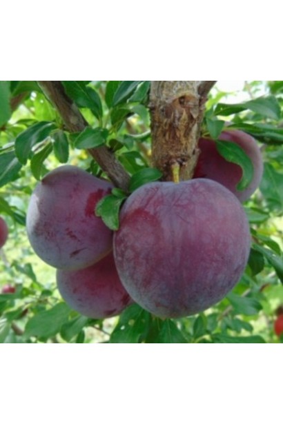 Великі плоди сливи Бербанк