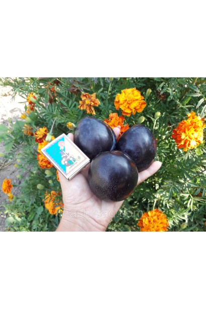 Слива Бербанк Гігант – великі плоди
