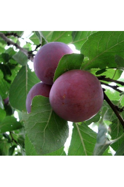 Слива Бербанк Гігант (середня)