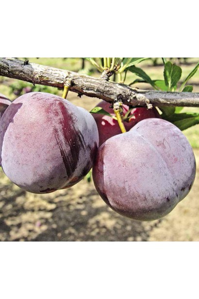 Слива Бербанк Гігант на гілці