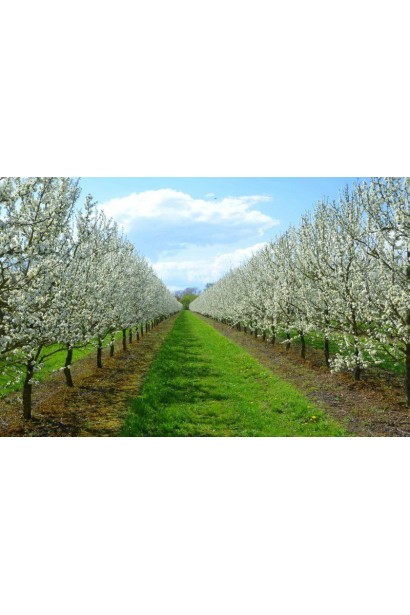 Дерева сливи Бербанк