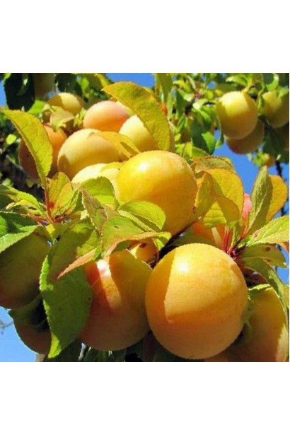 Prunus columnar Medova – золотисто-желтые плоды