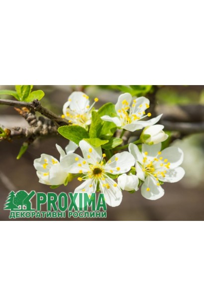 Слива колоновидная Медовая – ранний сорт