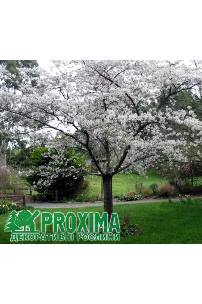 Дерево сливы Медовая