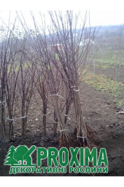 Саженцы слив в садовом центре