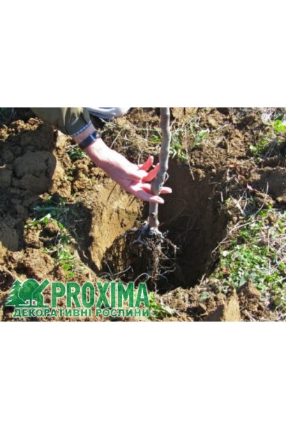 Посадка сливы с открытой корневой системой