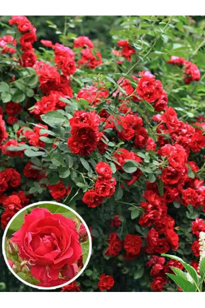 Троянда плетиста Фламентанц (червона)