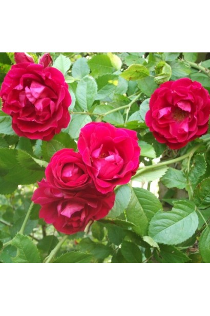 Троянда Фламентанц – яскраво-червоні квіти.