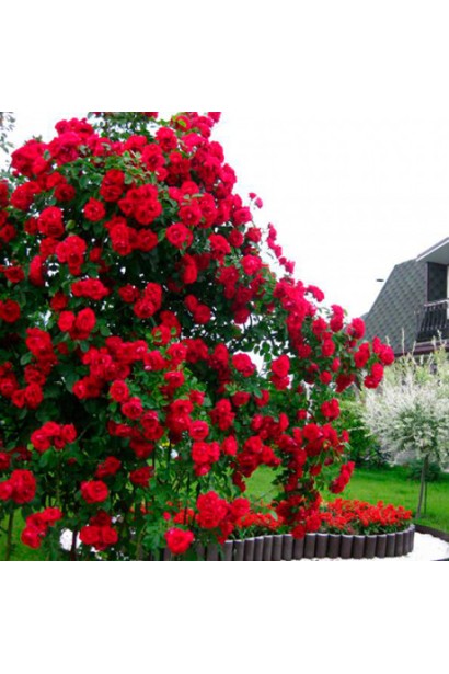 Троянда Фламентанц – рясне літнє цвітіння.