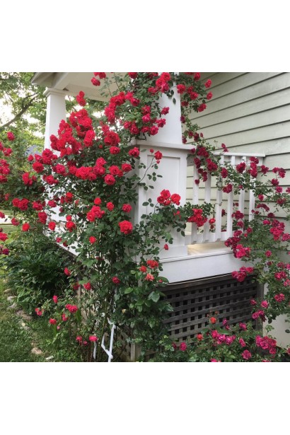 Троянда Фламентанц – для вертикального озеленення.