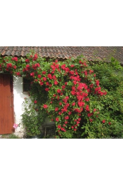 Троянда Фламентанц – ідеальна для шпалер.