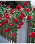 Роза плетистая Фламентанц (красная) | Троянда плетиста Фламентанц (червона) | Climbing rose Flammentanz red