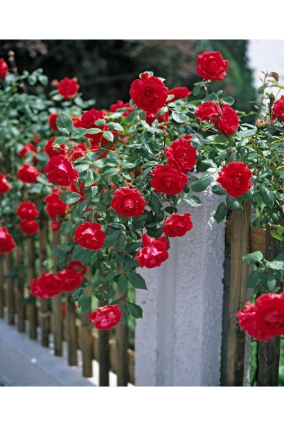 Троянда Фламентанц – витончена плетиста форма.