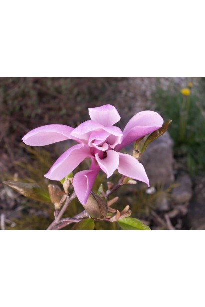 Магнолія гібридна Susan