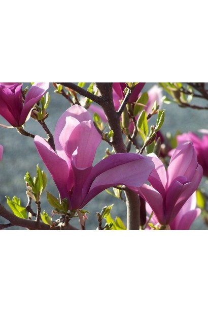 Magnolia hibrida Susan