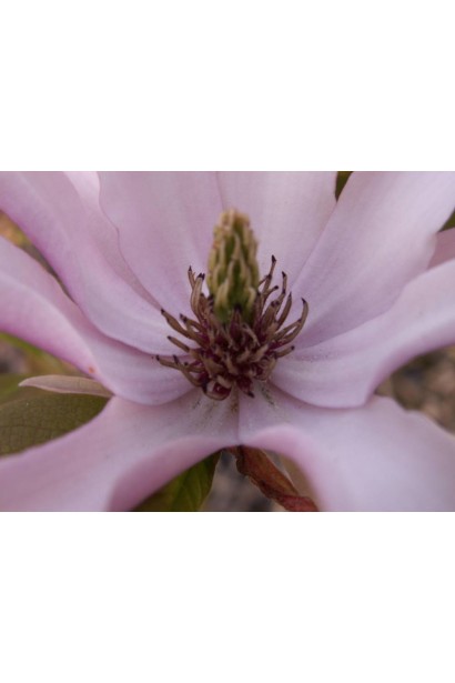 Магнолія гібридна Сьюзан світло-лілова середина квітки