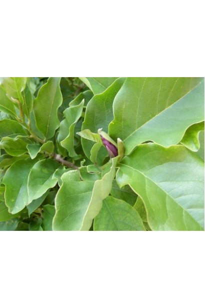 Зелене листя обернено яйцевидної форми магнолії Сьюзан